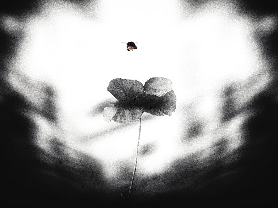 Bumblebee Flight Photograph by Jaroslav Buna