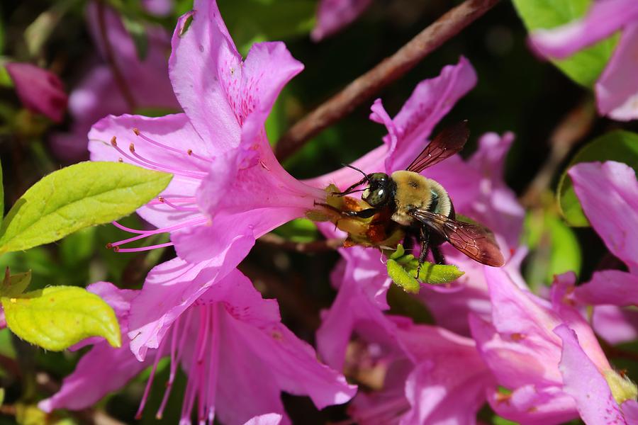 Spring Photograph - Bumblebee in Azalea by Kathryn Meyer