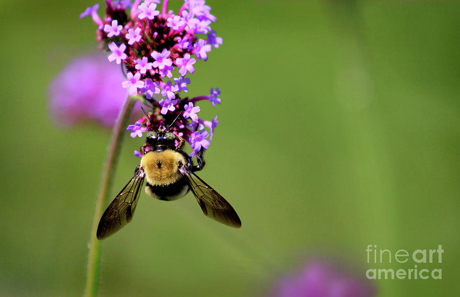 Bumblebee Just Hanging Around Photograph by Karen Adams