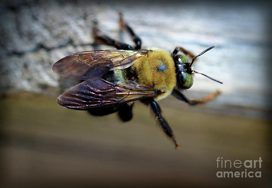 Bumblebee Photograph by Karen Adams