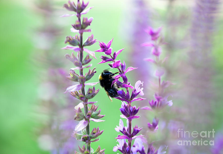 Bumblebee Photograph by Kati Finell