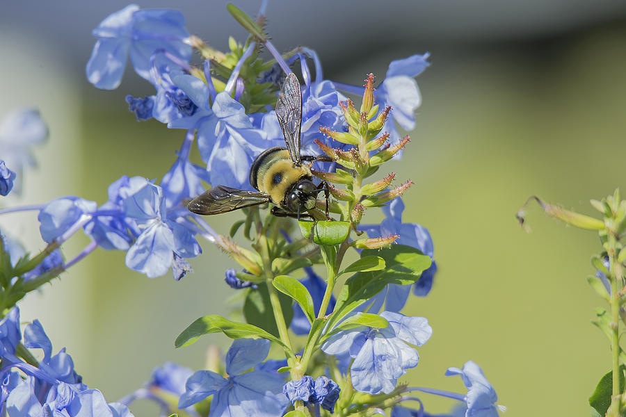 Flower Photograph - Bumblebee by Lucinda  M Wickham