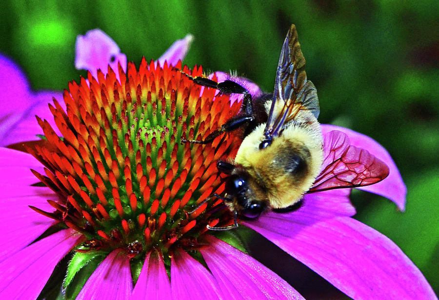 Bumblebee On A Coneflower 015 Photograph by George Bostian