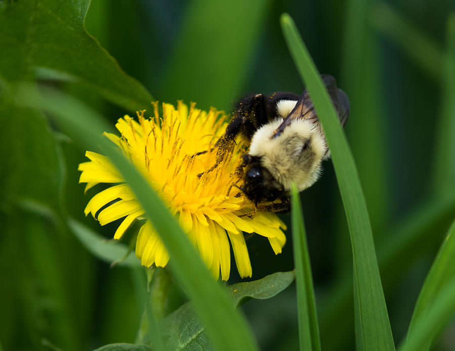 Bumblebee on a Dandelion  Photograph by Holden The Moment