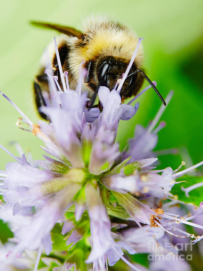 Nature Photograph - Bumblebee on a on a flower  by Nick  Biemans