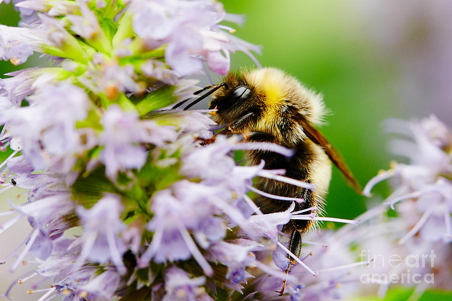 Bumblebee on a violet flower  Photograph by Nick  Biemans