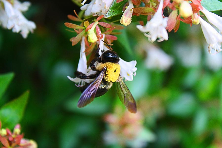 Insects Photograph - Bumblebee on Abelia by Kathryn Meyer