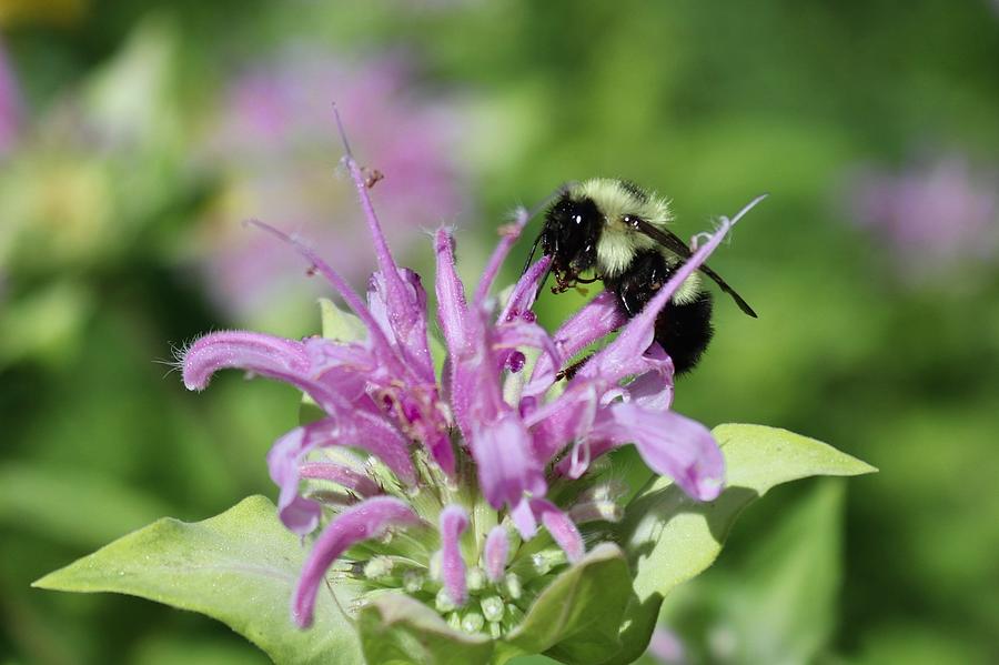 Bumblebee on Bee Balm Photograph by Sarah Lilja