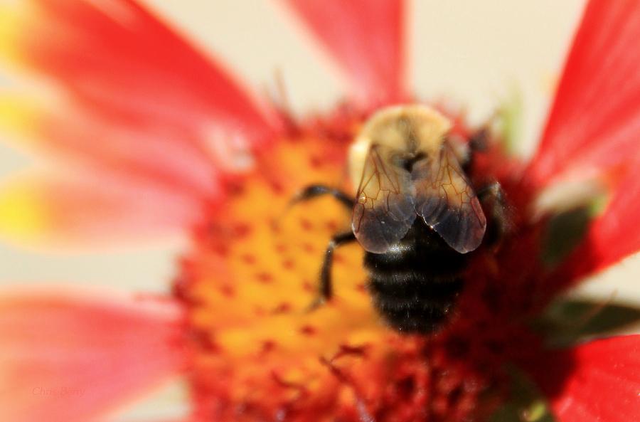 Bumblebee on Blanket Flower Photograph by Chris Berry