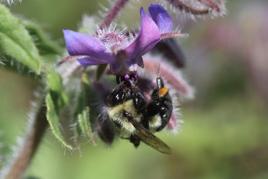 Bumblebee on Borage Photograph by Lucinda VanVleck