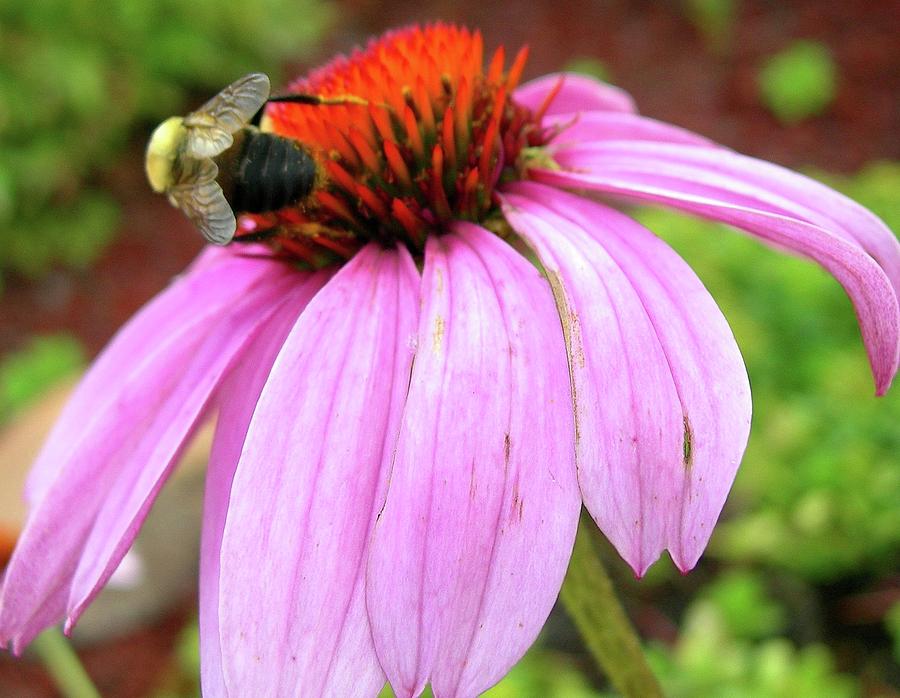 Bumblebee on Coneflower Photograph by Randy Rosenberger