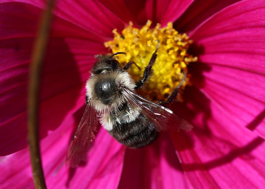 Bumblebee on Cosmos Photograph by Lucinda VanVleck