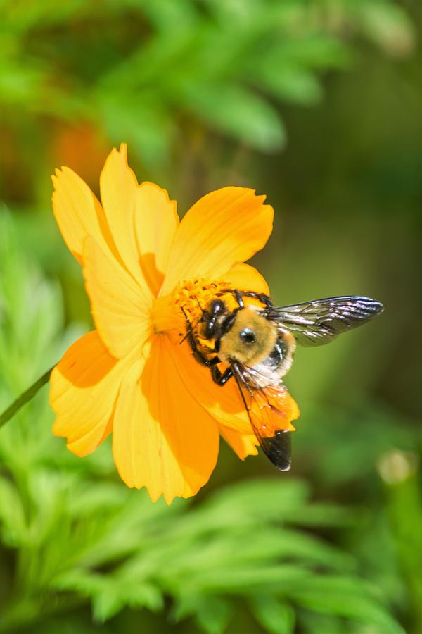 Bumblebee on Cosmos Vertical Photograph by Mary Ann Artz | Fine Art America