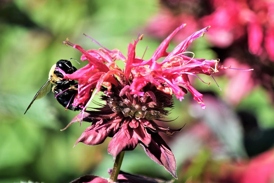 Bumblebee on Crimson Bee Balm Photograph by Mary Ann Artz