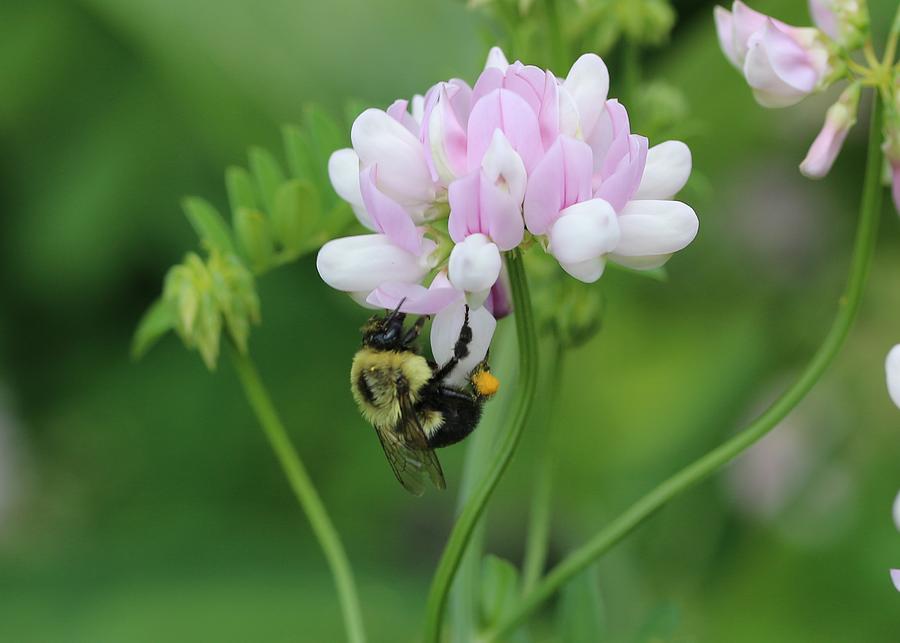 Bumblebee on Crown Vetch Photograph by Lucinda VanVleck