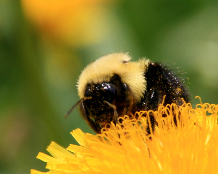 Bumblebee on Dandilion 1 Photograph by George Jones