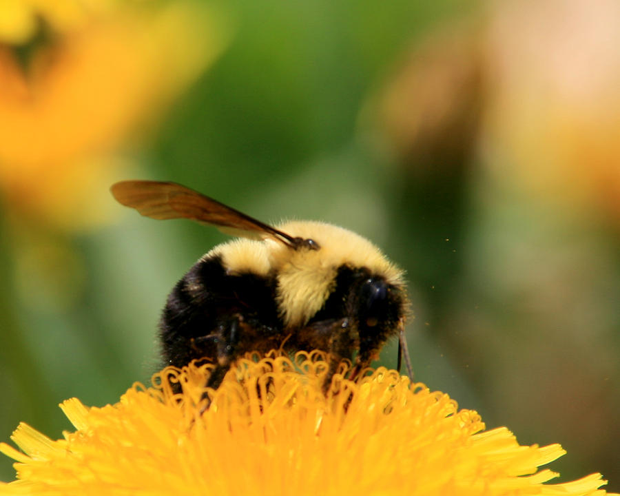 Bumblebee on Dandilion 2 Photograph by George Jones