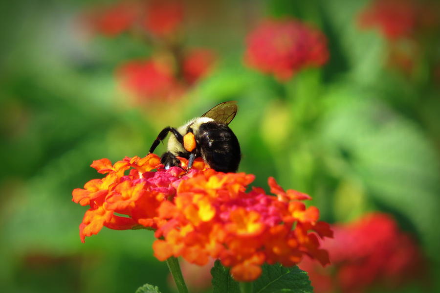 Fruitful Bumblebee  Photograph by Wanderbird Photographi LLC