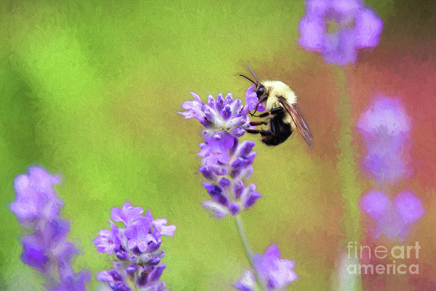 Bumblebee On Lavender Photograph by Sharon McConnell