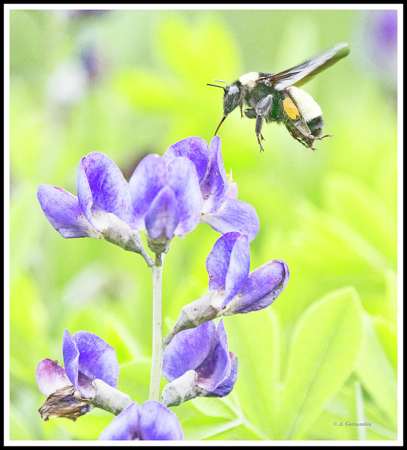 Bumblebee on Lupine Flower Photograph by A Macarthur Gurmankin