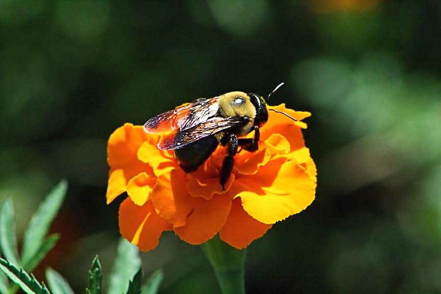 Bumblebee on Marigold Photograph by Kathryn Meyer - Fine Art America