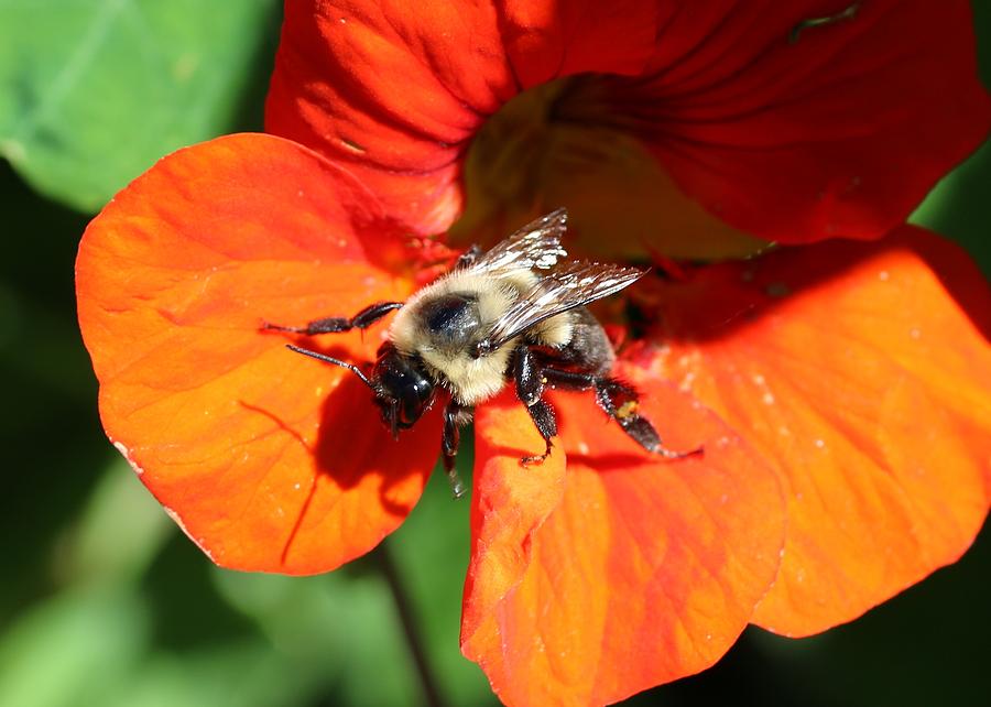 Bumblebee on Nasturtium Photograph by Lucinda VanVleck