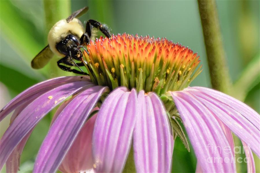 Bumblebee On Purple Coneflower Photograph