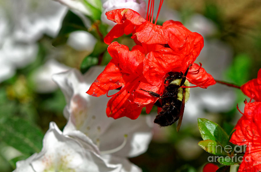 Bumblebee On Red Azalea Photograph by Paul Mashburn