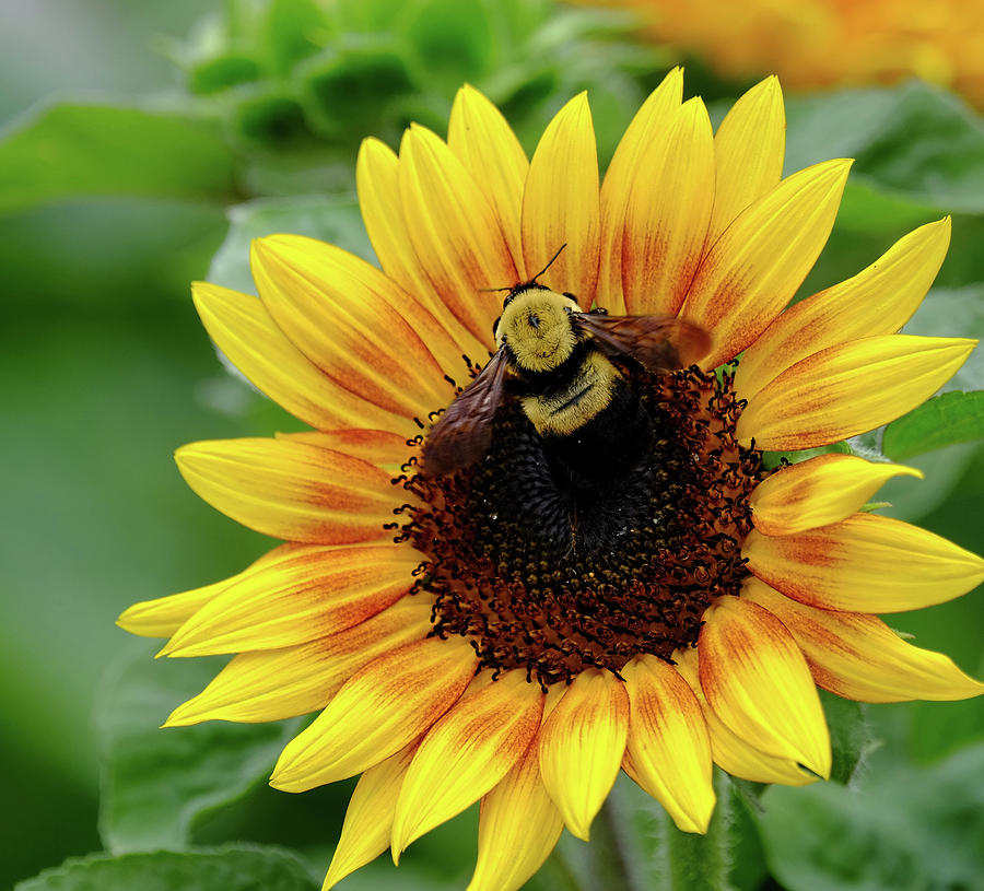 Bumblebee on Sunflower Photograph by Ronda Ryan