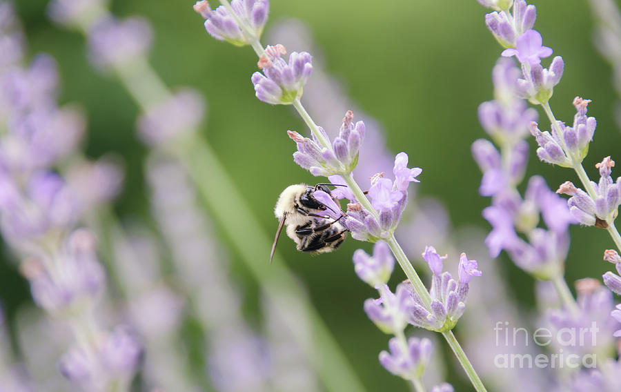 Bumblebee On The Lavender Field 2 Photograph by Andrea Anderegg