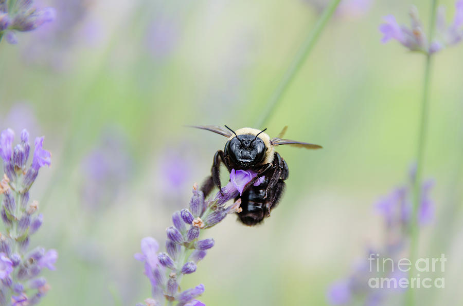 Bumblebee On The Lavender Field Photograph by Andrea Anderegg