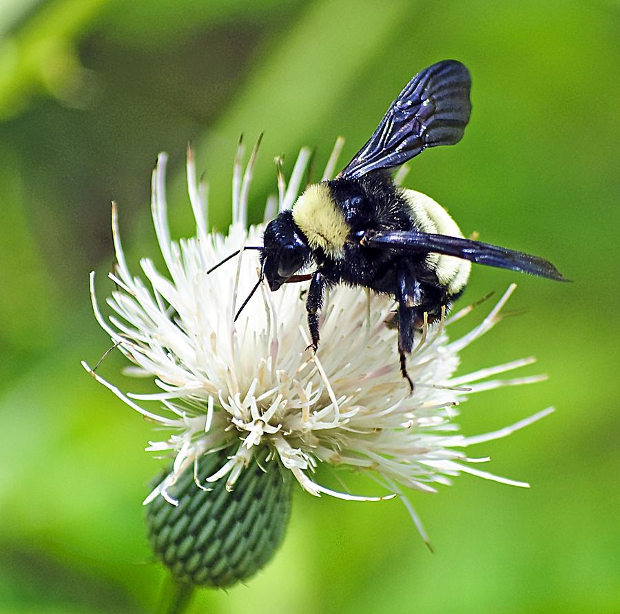 Bumblebee On Thistle Flower Photograph by Kenneth Albin