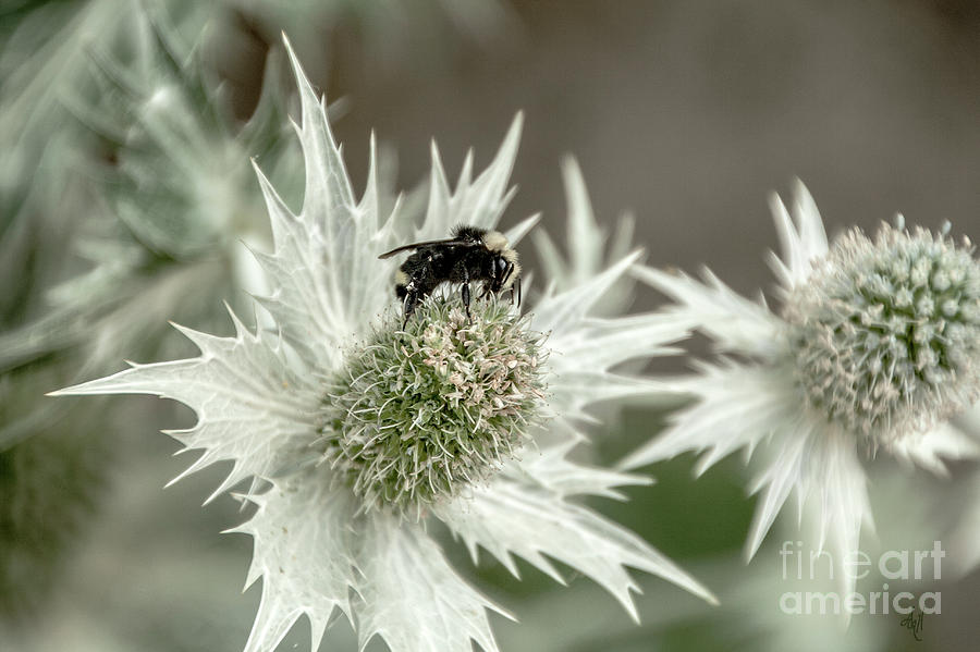 Bumblebee on Thistle Flower Photograph by Victoria Harrington