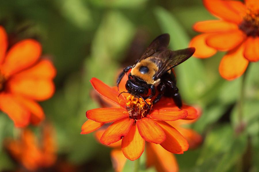 Bumblebee On Zinnia Photograph by Cynthia Guinn