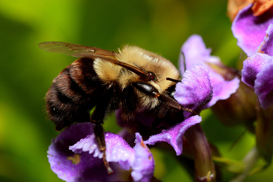 Bumblebee Photograph - Bumblebee by Roberto Aloi
