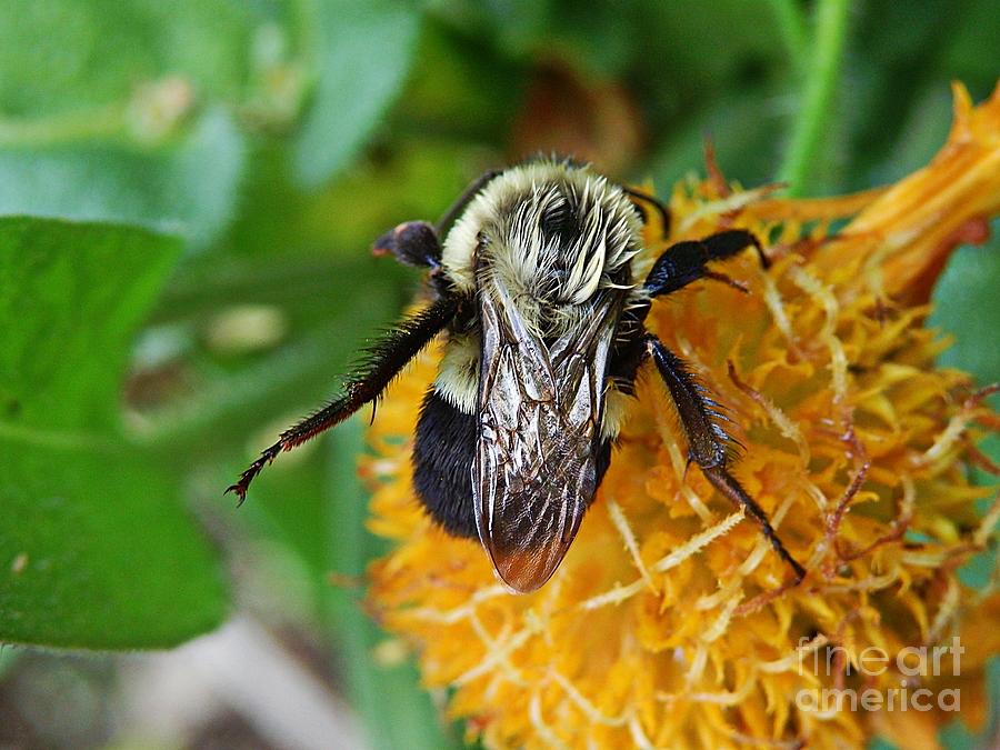 Bumblebee At Rest Photograph by Marcia Lee Jones