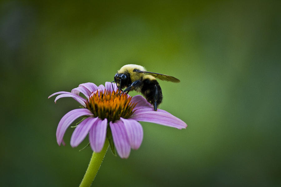 Nature Photograph - Bumblebee by Teresa Mucha