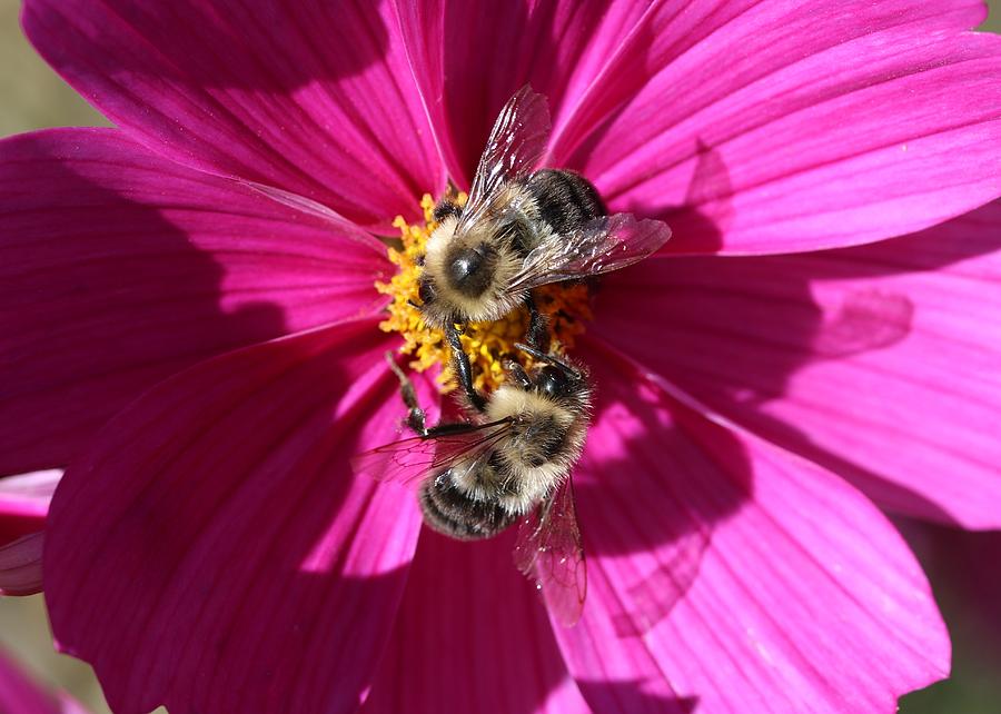 Bumblebees on Cosmos Photograph by Lucinda VanVleck