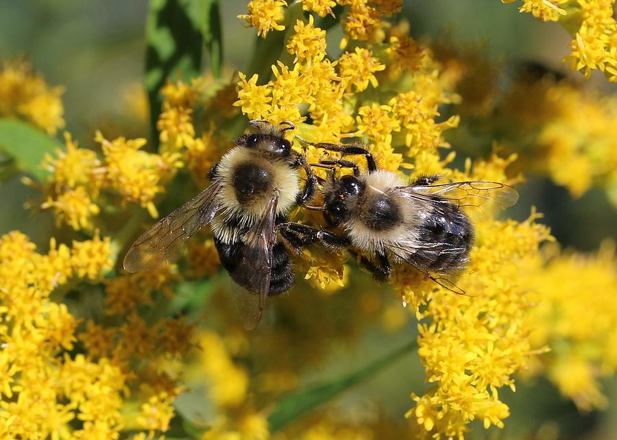 Bumblebees on Goldenrod Photograph by Lucinda VanVleck