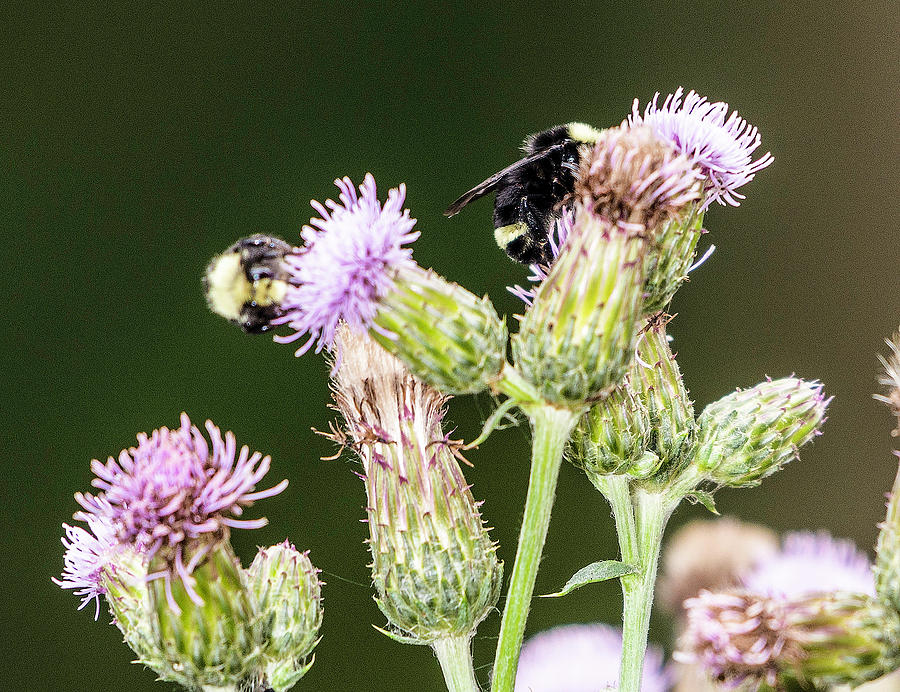 Bumblebees on Thistle Photograph by Timothy Anable