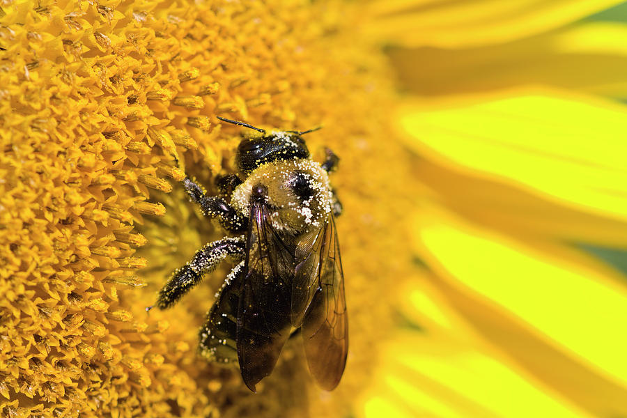 Bumbley Bee On Sunflower Photograph by Kathy Clark