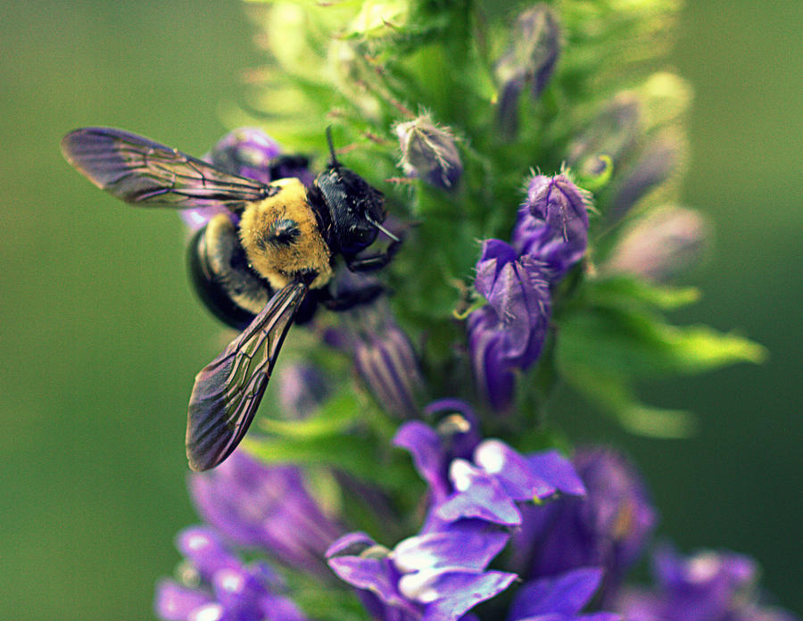 Bumbling Bee Photograph by Joseph Skompski