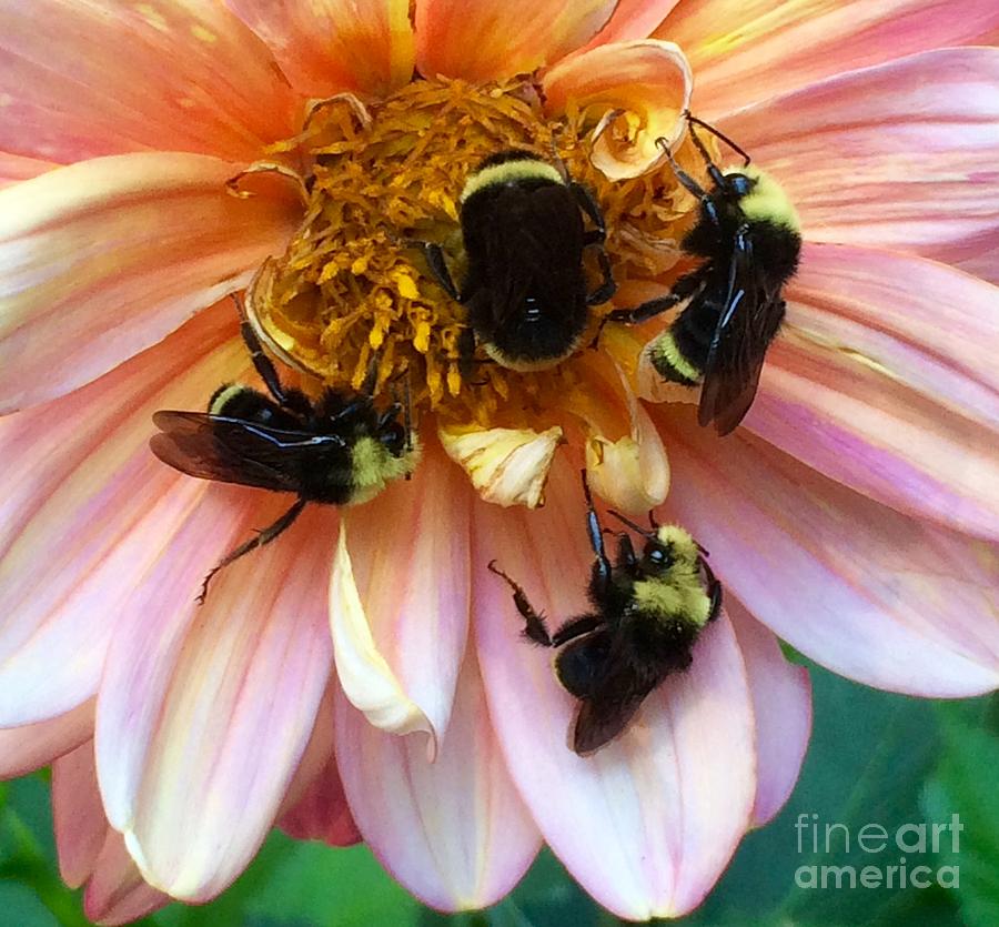 Insects Photograph - Bumbling Flower Workers by Terri Thompson