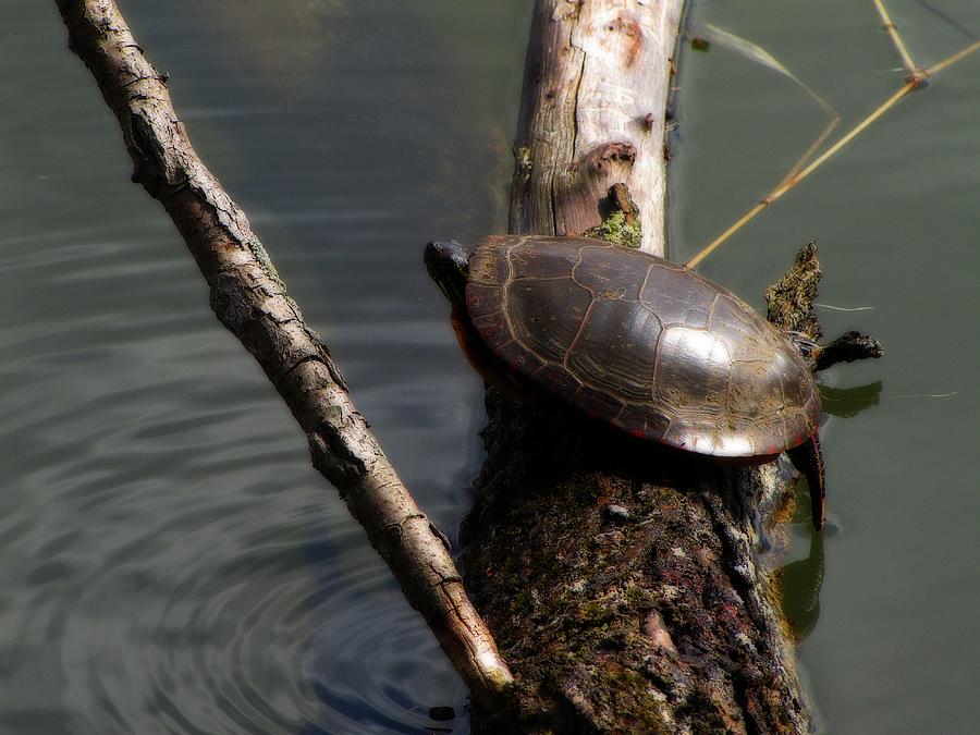 Turtle Photograph - Bump on a Log by Scott Hovind