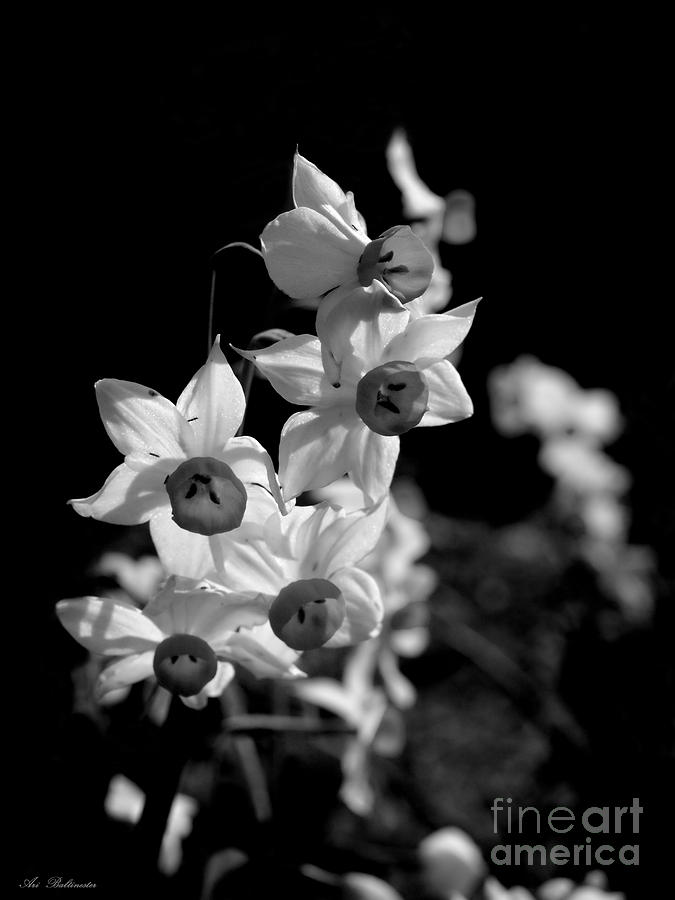 Bunch-flowered narcissus  Photograph by Arik Baltinester