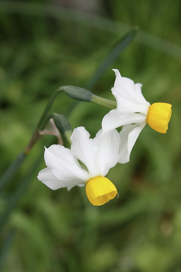 Bunch flowered Narcissus Photograph by Yvonne Ayoub