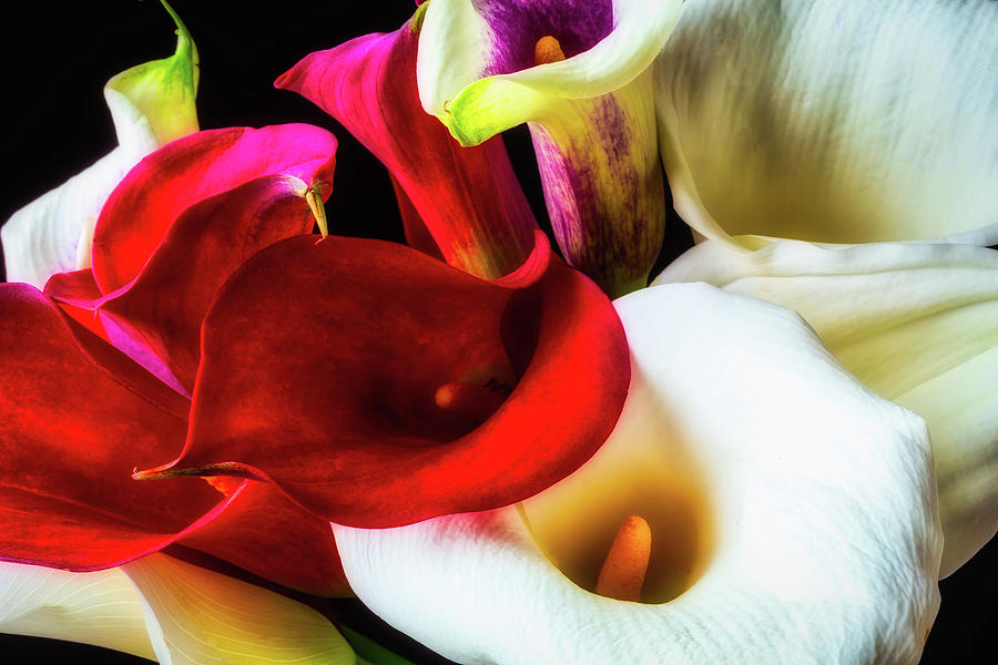 Bunch Of Beautiful Calla Lilies Photograph by Garry Gay