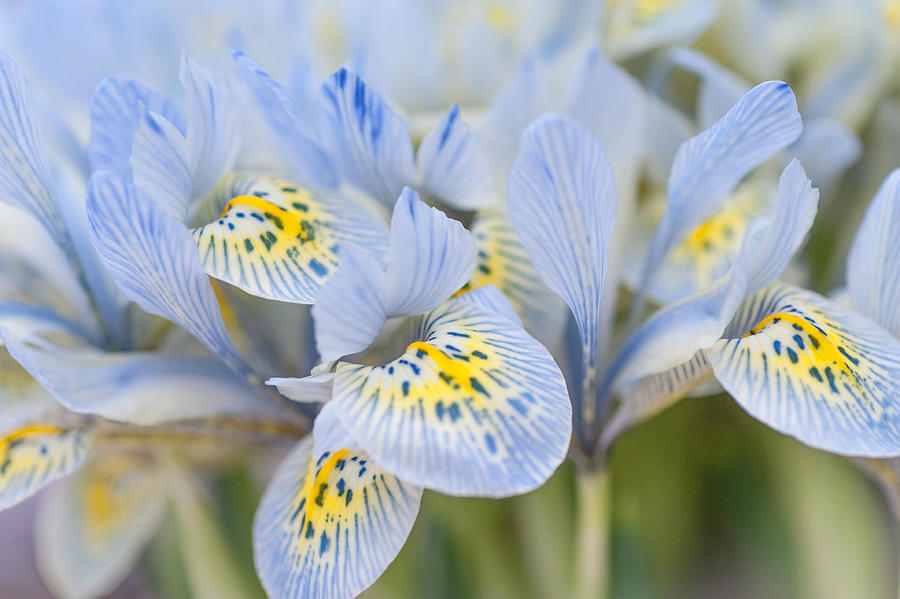Bunch of Blue Mini Irises  Photograph by Jenny Rainbow