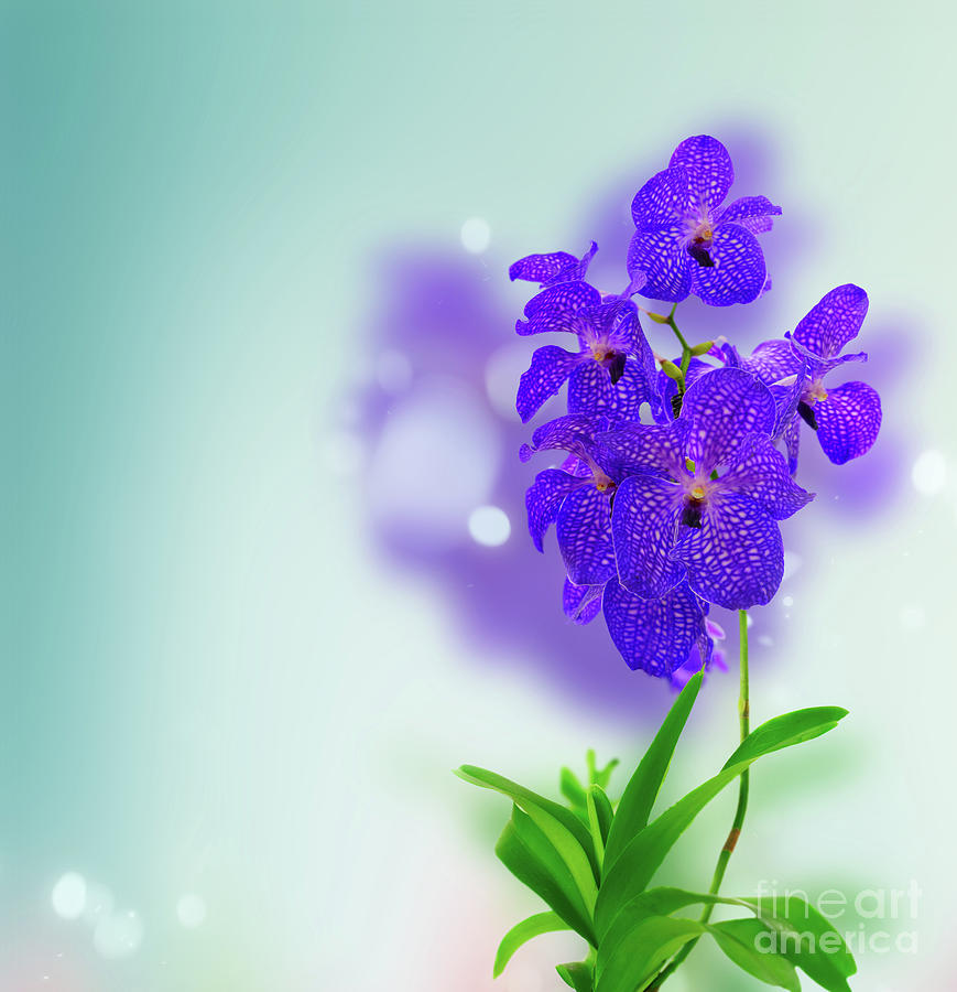 Blue  of Orchids  Photograph by Anastasy Yarmolovich