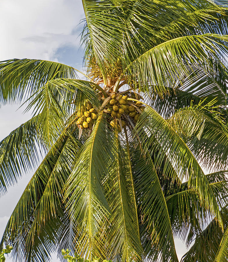 Bunch of Coconuts Photograph by Bob Slitzan